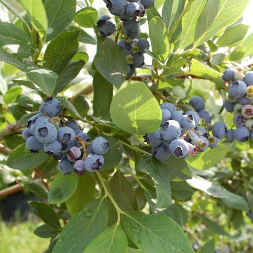 [FR4044] Myrtillier40-60  North Country 2 L