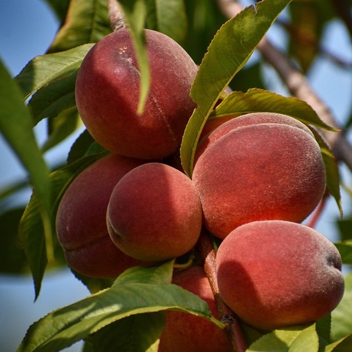 [FR3975] Pêcher demi-tige 6-8  Fertile de de septembre 10 L