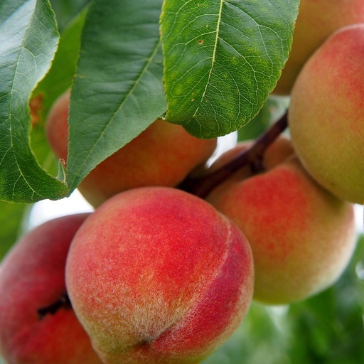 [FR5244] Pêcher demi-tige 6-8  Reine des Vergers 10 L