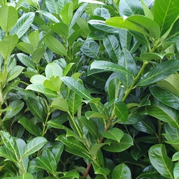 [HADN8211829] Prunus l. 'Rotundifolia' 60-80 cm 3,6L