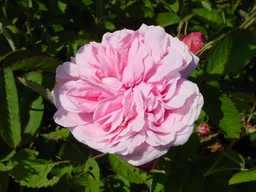 [ROSA140013] Rosier Centifolia Rosa des Peintres