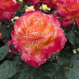[ROSA540013] Rosier Pulman O. Express ®