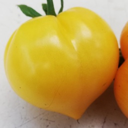 [S78793] Tomate  jaune Téton de Wépion (semence)