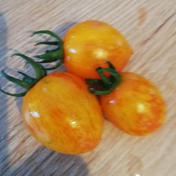 [S79094] Tomate cerise Philgold (semence)