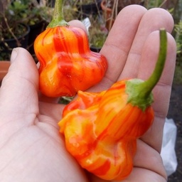 [S65395] Piment fort Zébrange (semence)