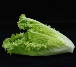 [S47850] Laitue romaine verte (semence)