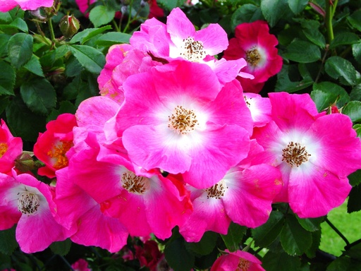 [ROSA037113] Rosier American pillar