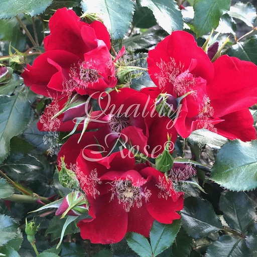 [ROSA044013] Rosier Apache