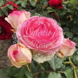 [ROSA212113] Rosier Eden Rose ® Pierre de Ronsard