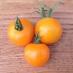 [S78031] Tomate Auriga (semence)