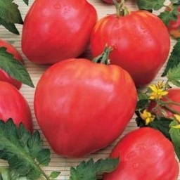 [S78100] Tomate Coeur de boeuf (semence)
