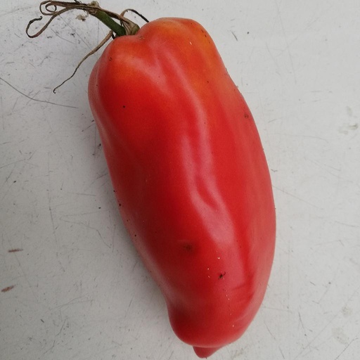 [S78210] Tomate Howard Paste (semence)