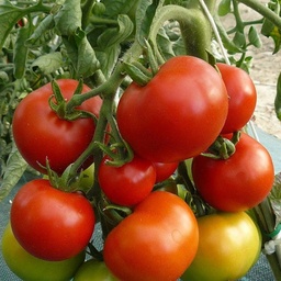 [S78295] Tomate Moneymaker (semence)