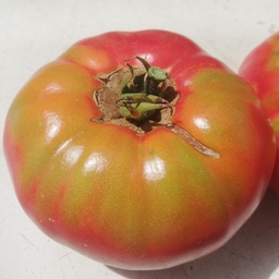 [S78310] Tomate Omar Libanaise (semence)