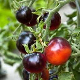 [P7871983] Tomate  bleue Indigo Apple
 Plant en pot de 8X8 cm