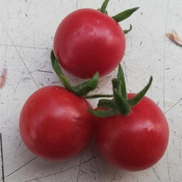 [S79023] Tomate cerise groseille 'Red Currant' (semence)