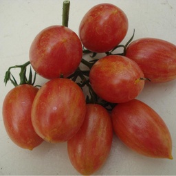 [S79808] Tomate cocktail Maglia rosa (semence)