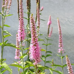 [V24700] Veronica  longifolia 'Charming Pink'