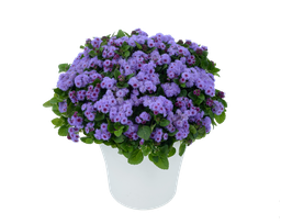 [ANA234] Ageratum Aguilera Violet