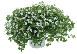 [ANB005] Bacopa Gulliver Dynamic White