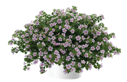 [ANB006] Bacopa Gulliver Pink Heart Improved