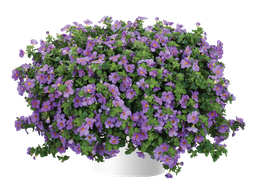 [ANB007] Bacopa Gulliver Violet