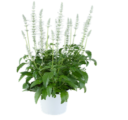 [ANS256] Salvia  farinacea Sallyfun Pure White