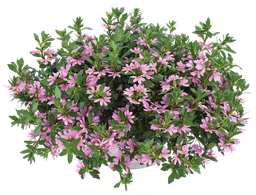 [ANS093] Scaevola Pink Blessing