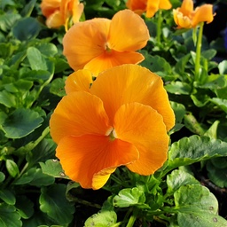 [BISCA10] Pensée à grosses fleurs Carrera Orange