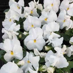 [BISCA41] Pensée à grosses fleurs Carrera White