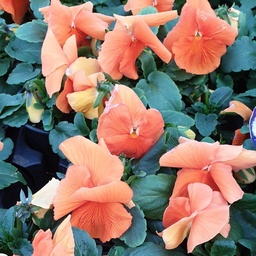 [BISRA04] Pensée à grosses fleurs Prim Up Orange Deep