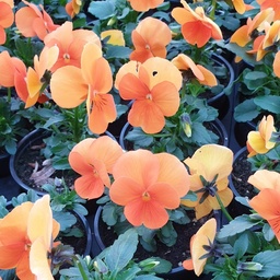 [BISBU24] Pensée à petites fleurs Butterfly Orange