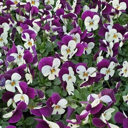 [BISBU55] Pensée à petites fleurs Butterfly Purple Harlequin