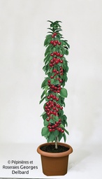 [FR5381] Cerisier colonne 100-150  Delbard Hong Kong® 7,5 L