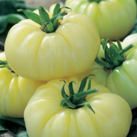 [S78706] Tomate  blanche White Beauty (semence)
