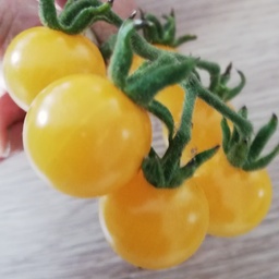 [S79539] Tomate cerise jaune White Currant Champagne (semence)