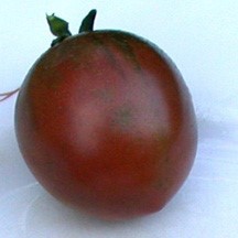 [S78046] Tomate  noire Black Ethiopian (semence)