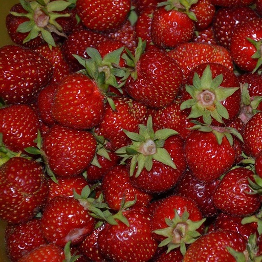 [P4215092] Fraisier Renaissance

 Plant en pot de 9x9x10 cm