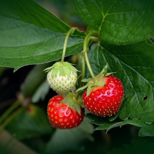 [P4220092] Fraisier Vima Xima

 Plant en pot de 9x9x10 cm