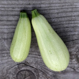 [S35105] Courgette blanche libanaise (semence)