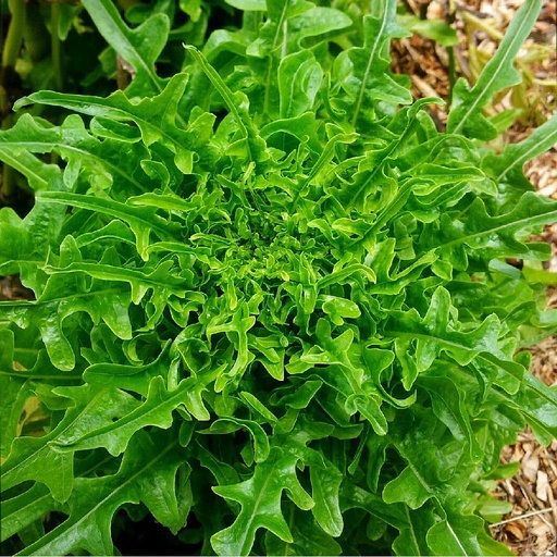 [S45130] Laitue à couper Radichetta ou Cressonnette du Maroc (semence)
