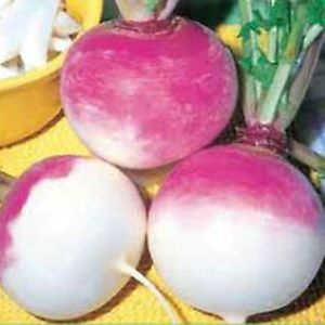 [S53000] Navet Blanc globe à collet violet (semence)