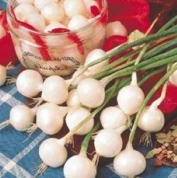 [S54400] Oignon à confire blanc de Barletta (semence)