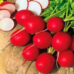 [S68105] Radis rouge Cherry Belle (semence)