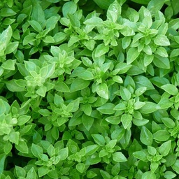 [S80145] Basilic Fin vert (semence)