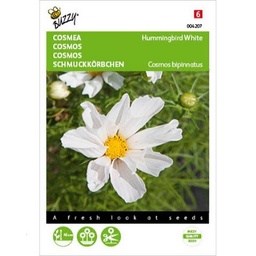 [B4207] Cosmos Hummingbird White (Semences)
