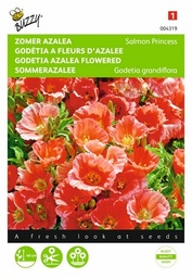 [B4319] Godétia à fleurs d'azalée (Semences)