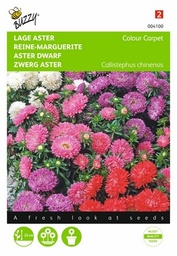 [B4100] Reine Marguerite Colour Carpet (Semences)