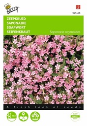 [B5458] Saponaire (Semences)