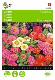 [B4875] Zinnia Thumbelina (Semences)